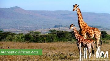 2 giraffes in Africa